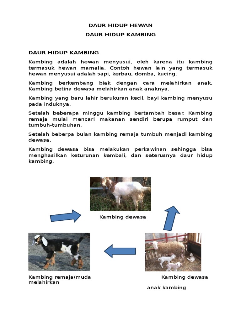 Daur Hidup Hewan Kambing Daur Hidup Hewan Kambing