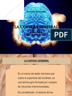 La Corteza Cerebral (1)