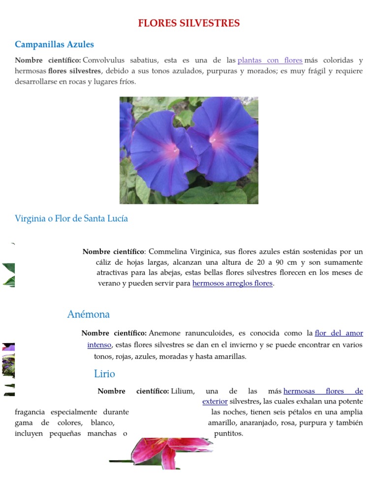 Flores Silvestres | PDF