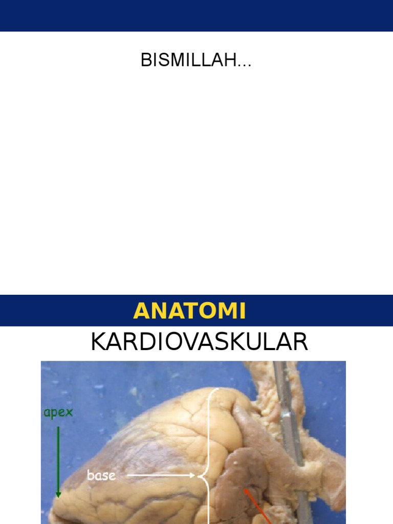 Anatomi Jantung | PDF | Atrium (Heart) | Heart