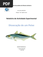 Relatório-peixe