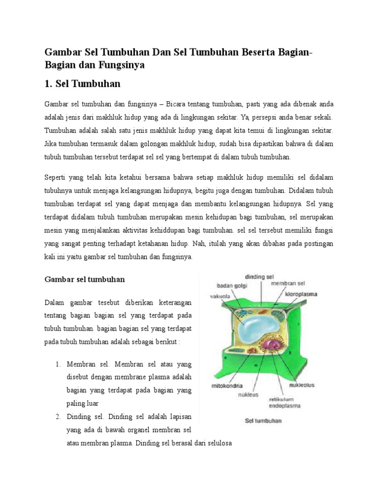 Gambar Bagian Sel  Tumbuhan  Dan  Fungsinya  Berbagai Bagian 