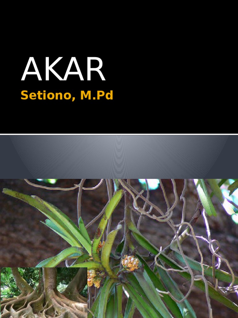 Akar | PDF