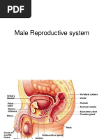 Male Reproductive System