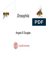 Angela Douglas - Drosophila as a non-rodent animal model