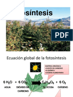 Fotosintesis PDF