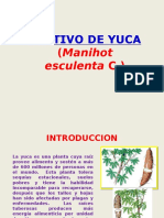 Cultivo de Yuca