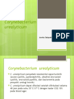 Corynebacterium  urealyticum 2.pptx