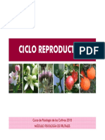 Ciclo Reproductivo: Curso de Fisiología de Los Cultivos 2015 Módulo Fisiología de Frutales