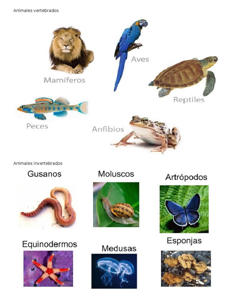 Animales Vertebrados
