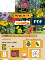 Rosidae TP (Myrtales,Euphorb y API) 2014