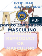 Aparato Reproductor Masculino