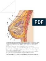 Anatomia mamaria.docx