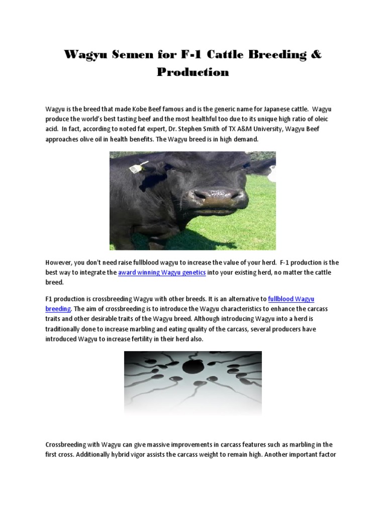 Wagyu Semen for F-1 Cattle Breeding | PDF | Horse Breeding | Cattle