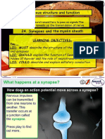Lesson 24 Myelin Sheath