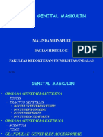 Organ Genital Pria