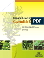 Banana Growing Guide Cavendish Bananas PDF