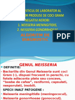 Lp 2b Gen Neisseria