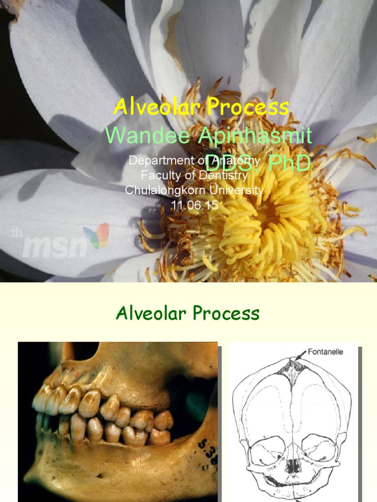 Understanding the Alveolar Process Structure | PDF | Bone | Primate Anatomy