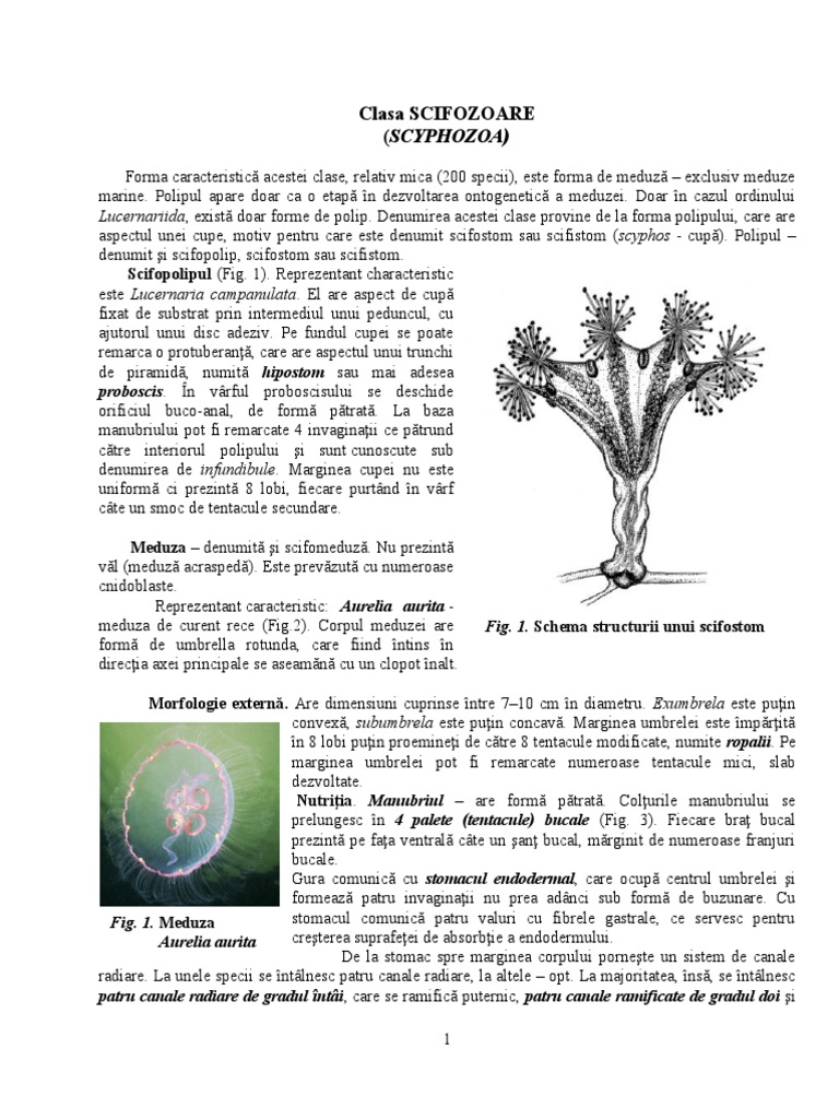 Celenteratele Scyphozoa