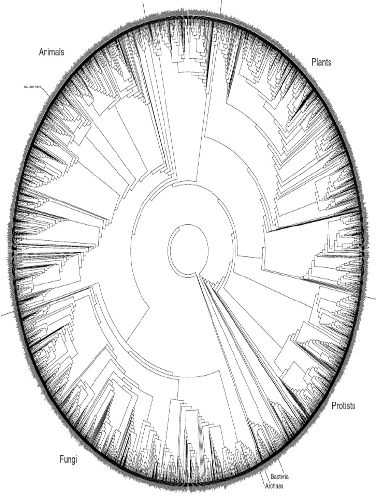 Tree PDF | PDF