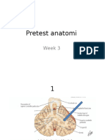  anatomi 1