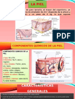 Anatomia y Fisiologia de La Piel Expo 2 Parcial Anatomia Fierro Vecilla