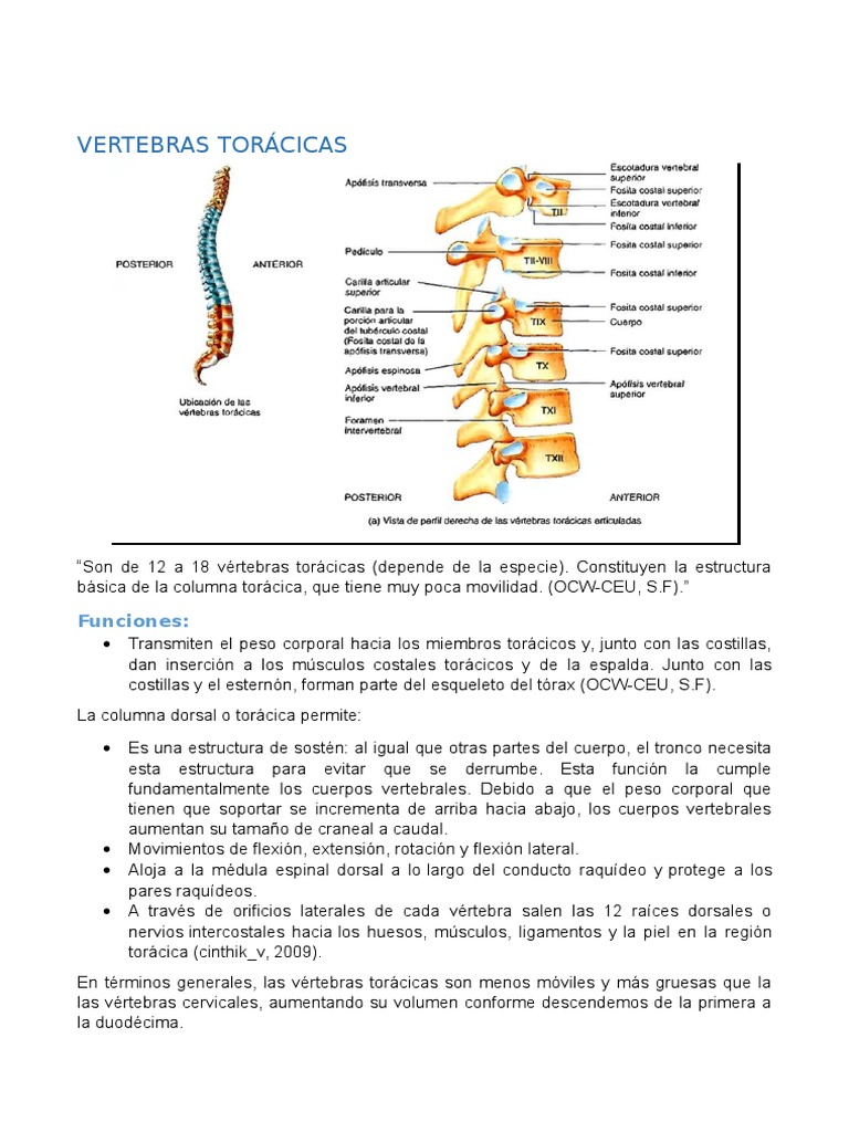 Vertebras Toracicas Bovino Equino General Pdf Vértebra Anatomia