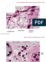 pal3 histology connective tissue lbl