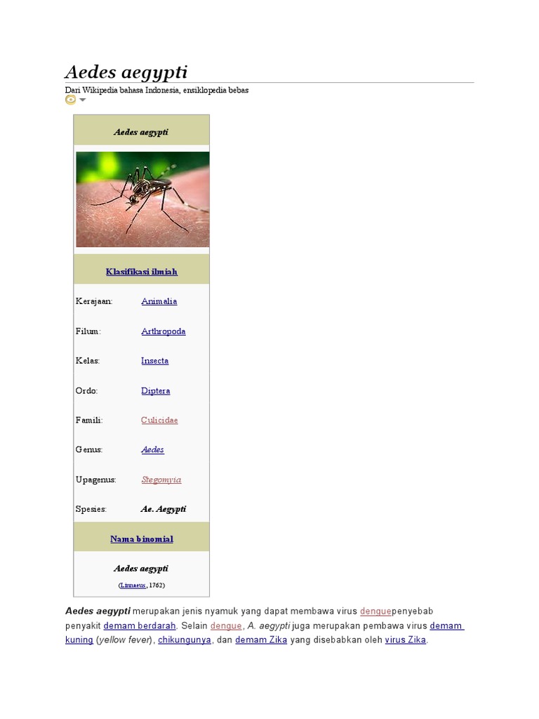 Aedes Aegypti Wiki Pedia