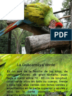 La Guacamaya Verde.pptx