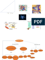 Cuadro Sinoptico Neurona 1 (Recuperado)