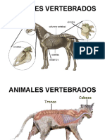 Animales Vertebrados