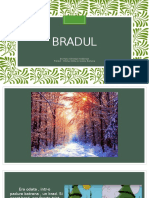 Poveste-"Bradul" de H.C. Andersen