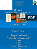Tema 8.organografía Vegetal 2008