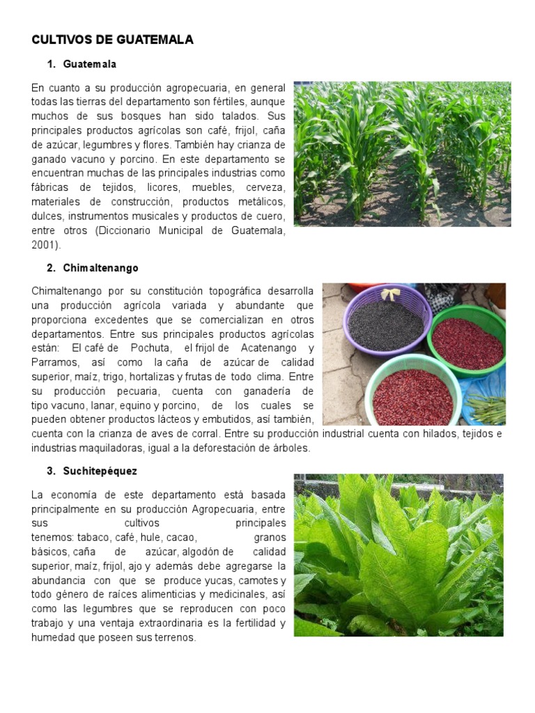 Cultivos de Guatemala | PDF | Agricultura | Comida y bebida