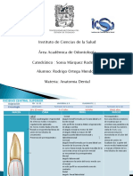 Tablas de Anatomia Dental 2da Denticion PDF