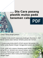 Ini Dia Cara Pasang Plastik Mulsa Pada Tanaman Cabai