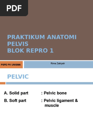 Praktikum Anatomi Repro Pelvis Pelvis Primate Anatomy