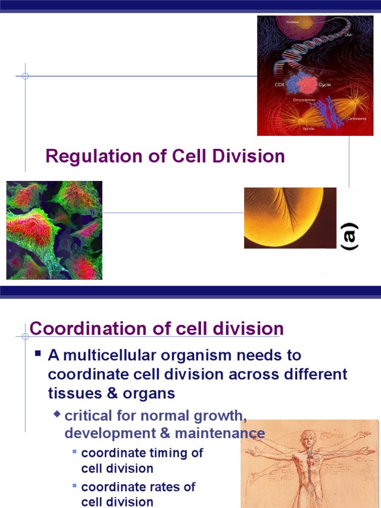 Cell Division Regulation in Biology | PDF | Cell Cycle | Mitosis