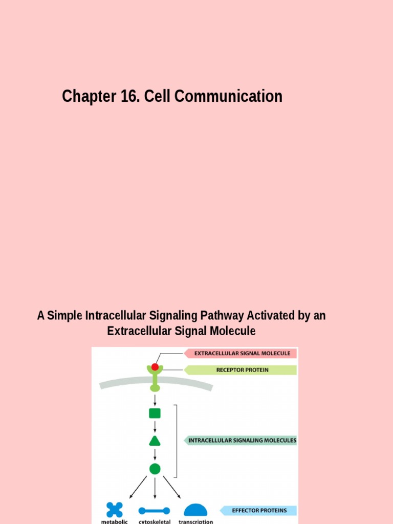 Cell Communication and Signaling Pathways | PDF | Cell Signaling ...