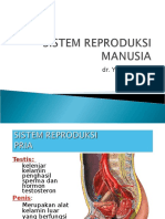 Sistem Reproduksi Manusia