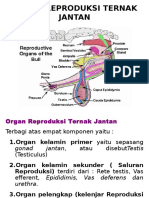 Pp-Organ Primer (Testis)