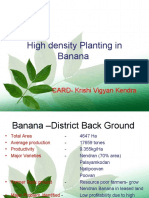 Banana High Density Plantting