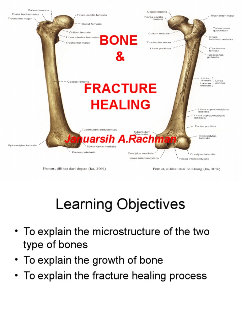Bone Structure & Fracture Healing | PDF | Bone | Skeletal System