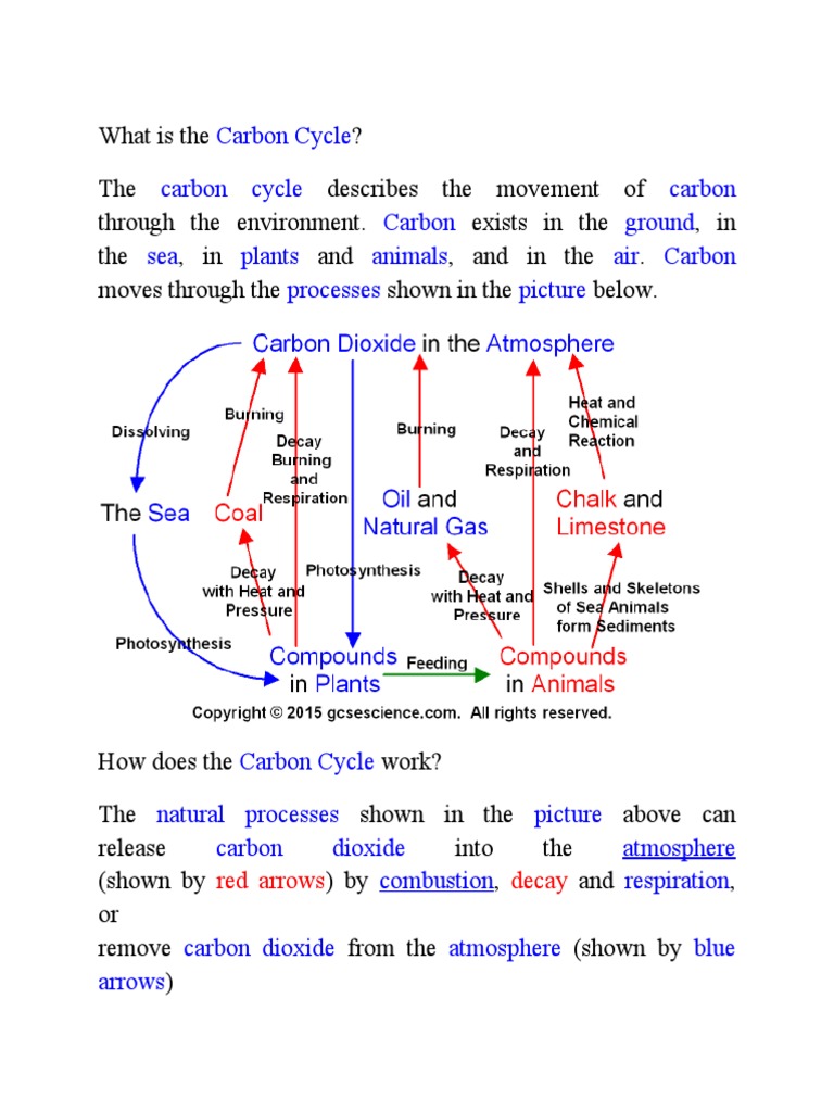 Understanding the Carbon Cycle | PDF | Nitrogen | Nitric Acid