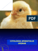 Citologia Aparatului Urinar