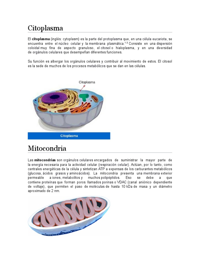 Citoplasma; Mitocondrias | Vacuole | Ribosome