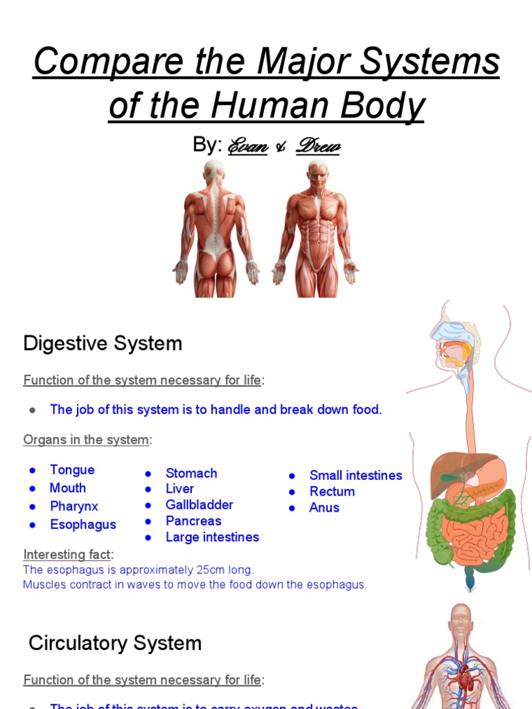 Major Human Body Systems Explained | PDF | Human Body | Muscle