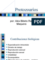 Protozoarios Ciliados .Alex Bibeto Ramos Maquera